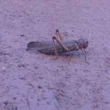 10 cm big locust